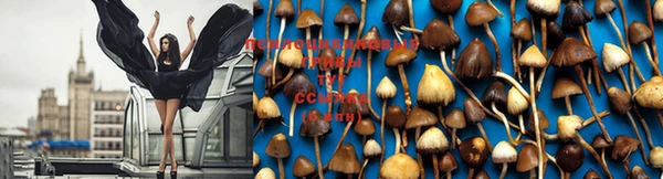 прущие крисы Бронницы